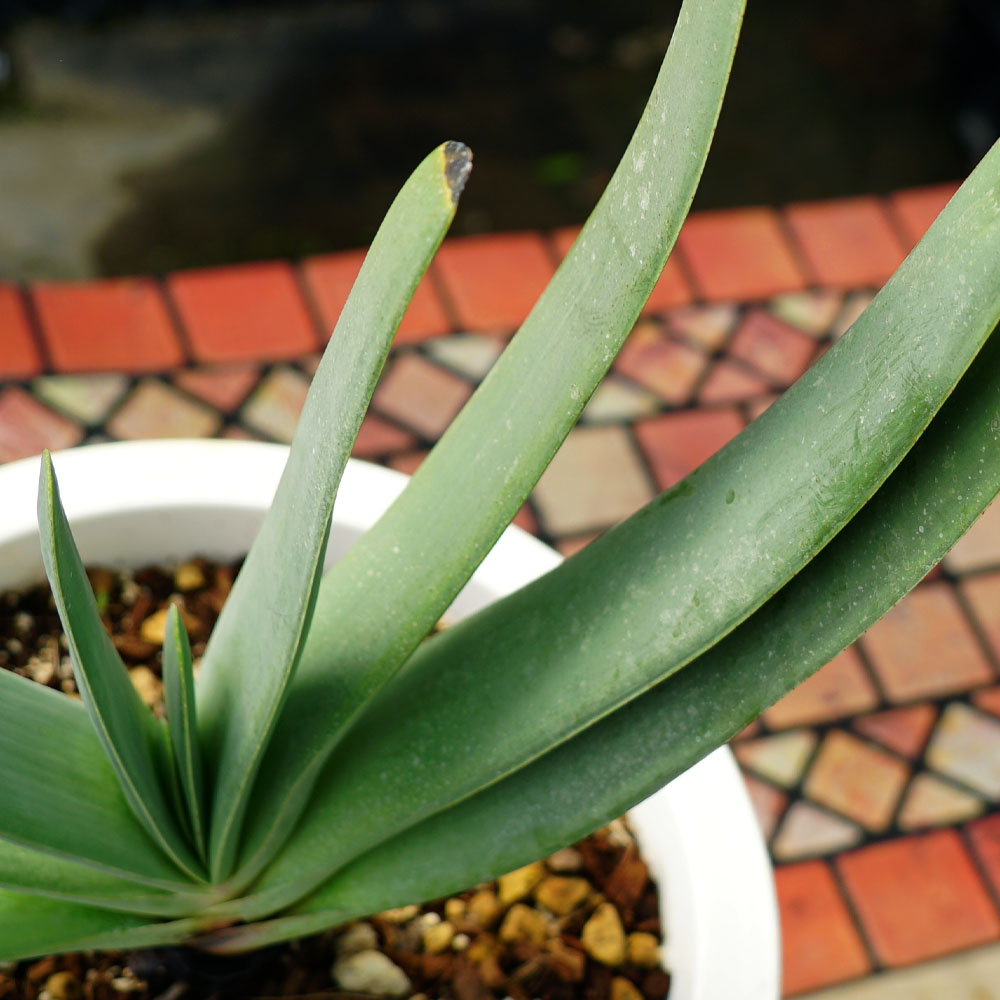 アロエ プリカティス