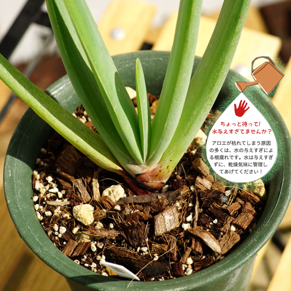 アロエ　プリカティス