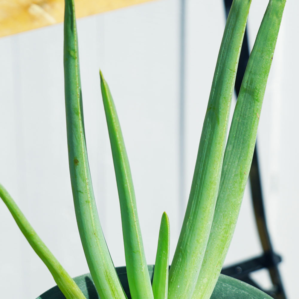 アロエ　プリカティス