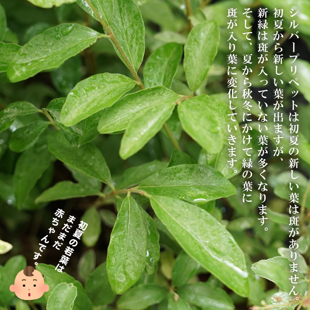 シルバープリペットに斑入りにならないことがあります。