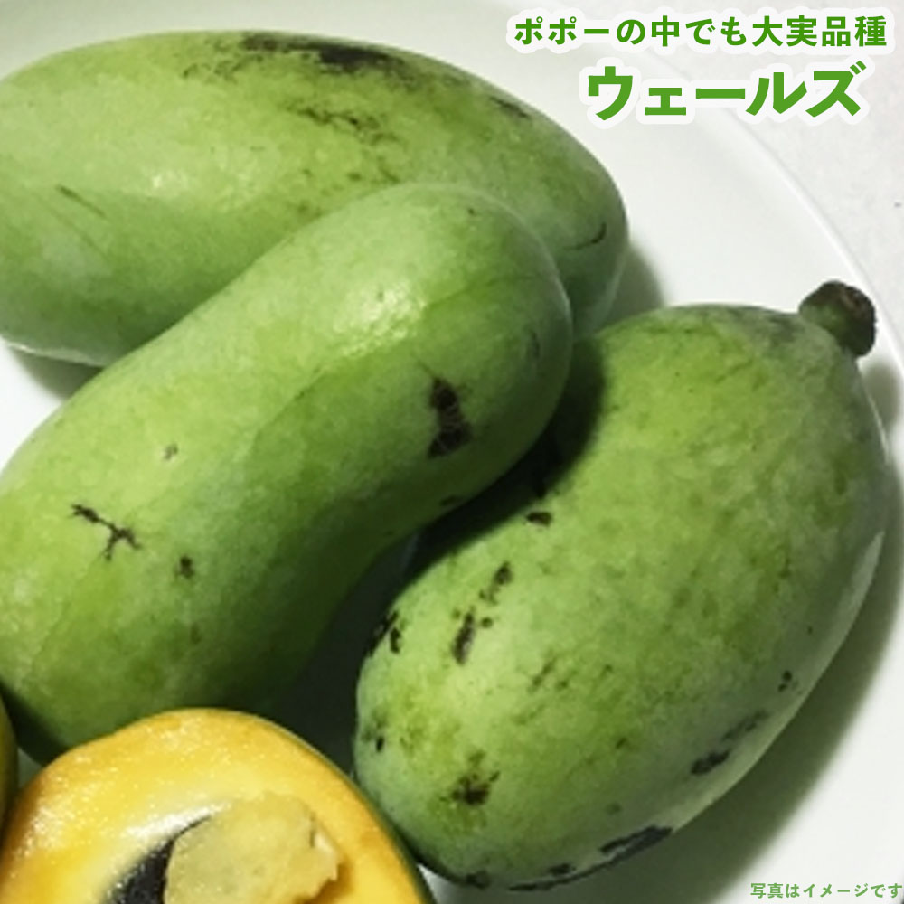 ポポー ウェールズ 