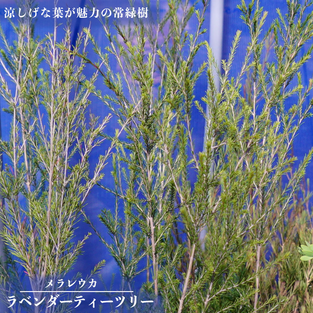 ラベンダーティーツリー