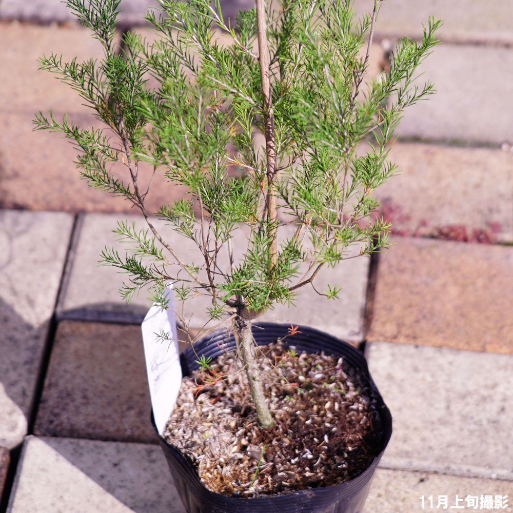 ラベンダーティーツリー　メラレウカ