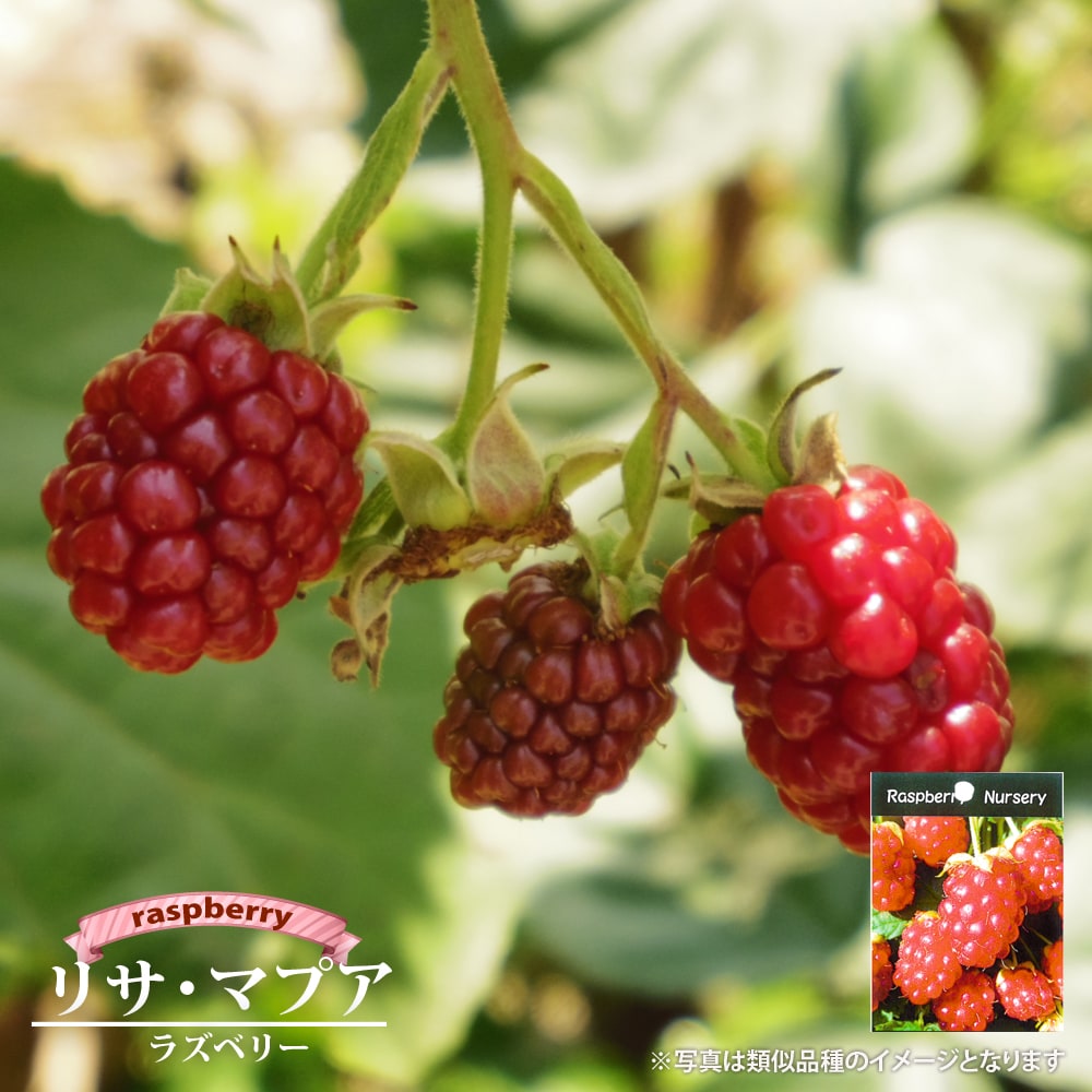 ラズベリー オレンジピコ 