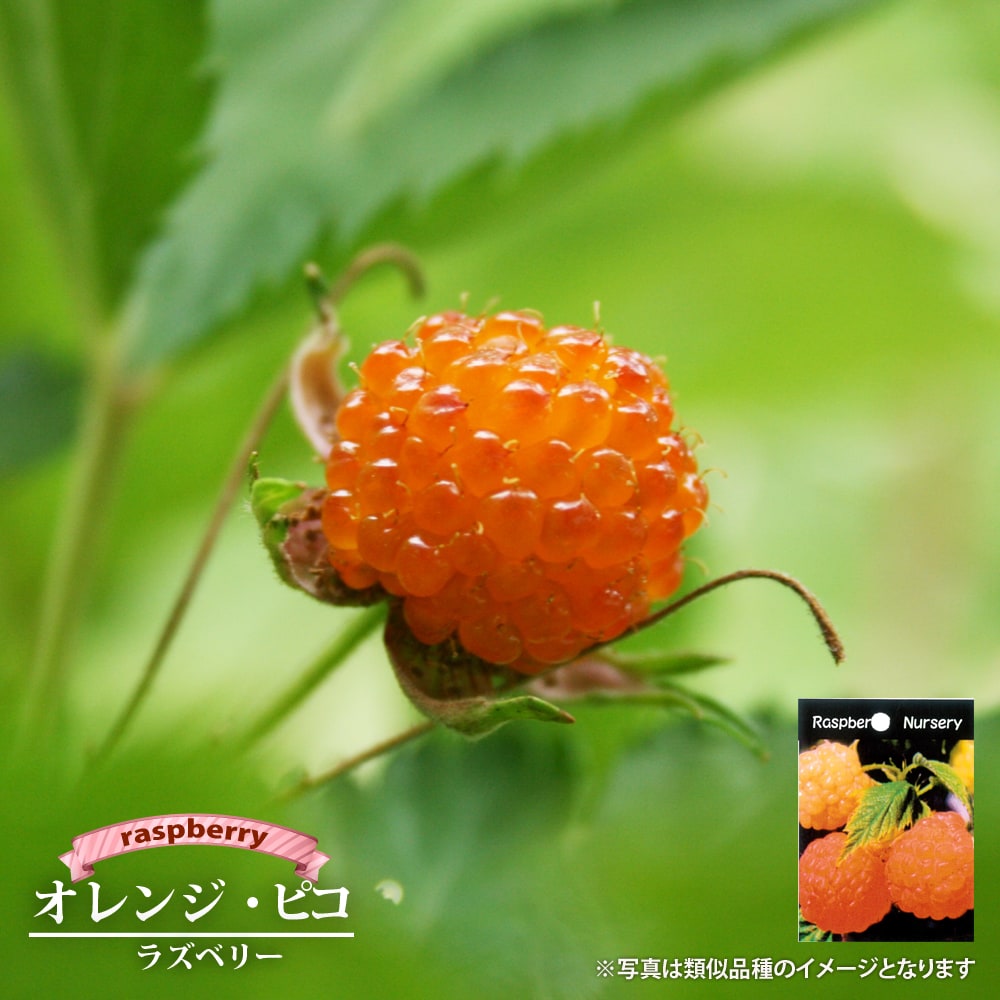 ラズベリー オレンジピコ 2