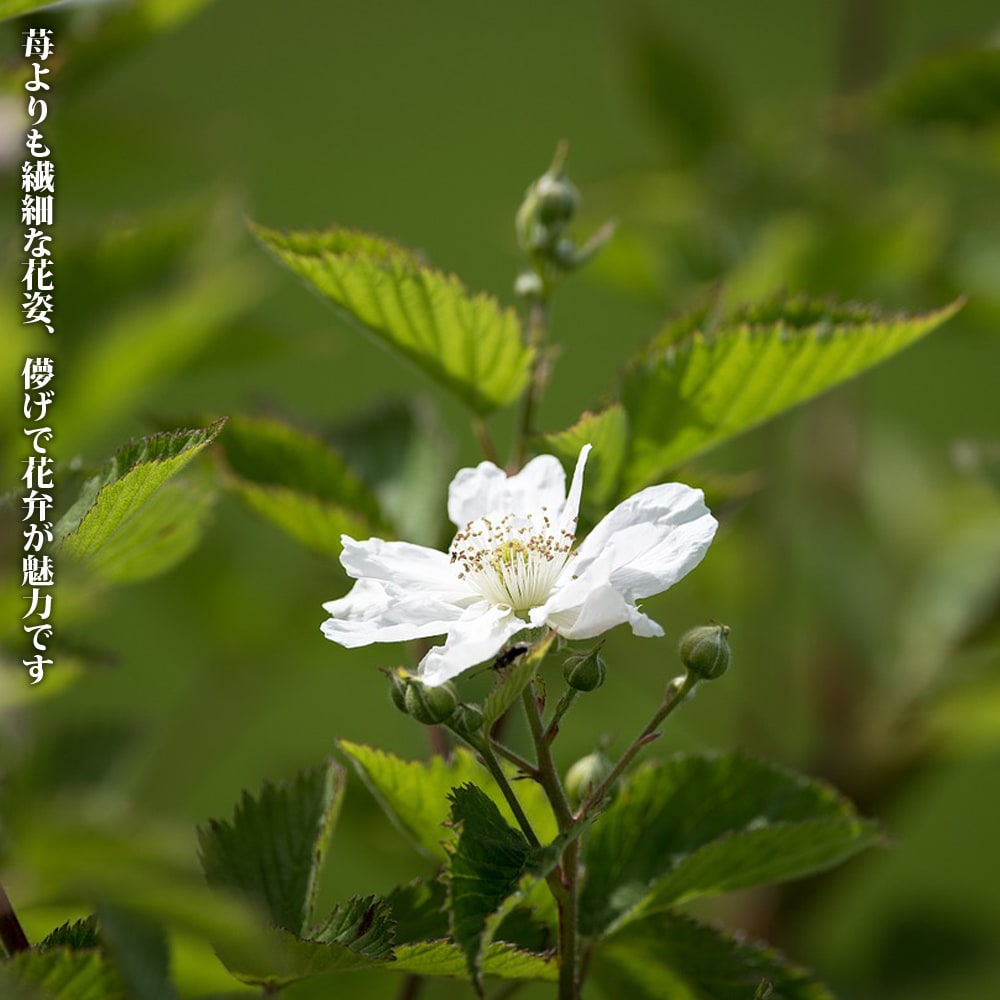 ラズベリー ウィルメット 苗 販売 苗木部 By 花ひろばオンライン