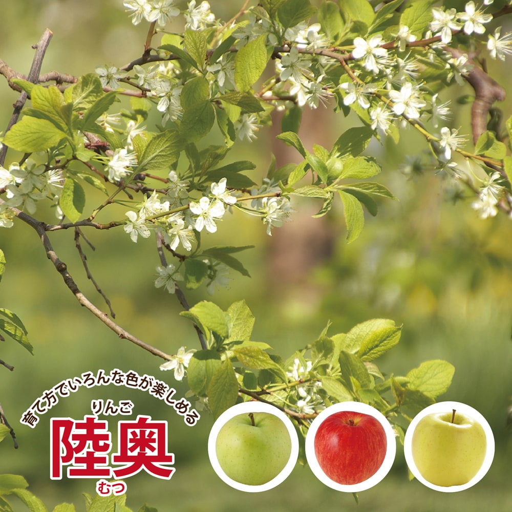 リンゴ 陸奥 