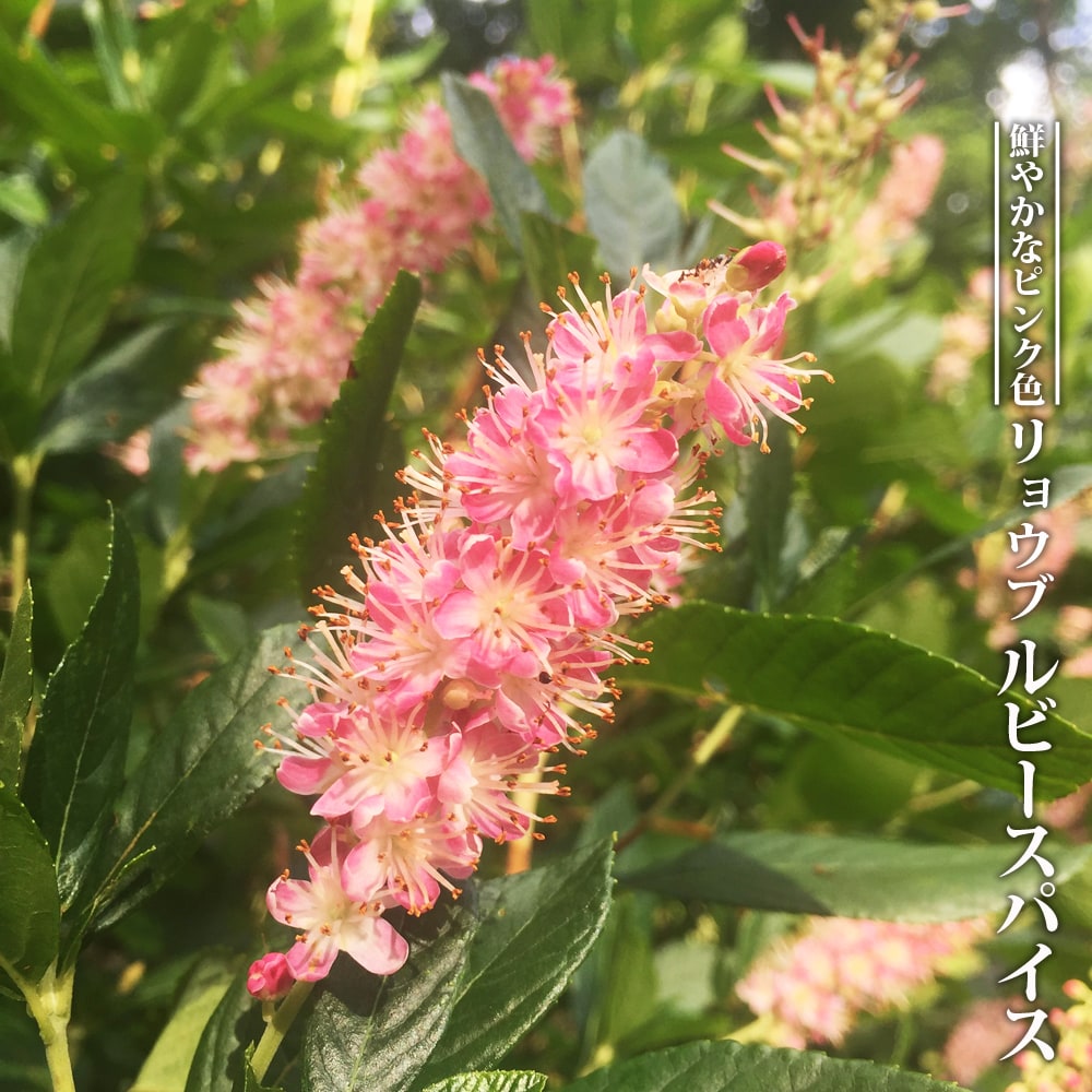 リョウブ ルビースパイス 