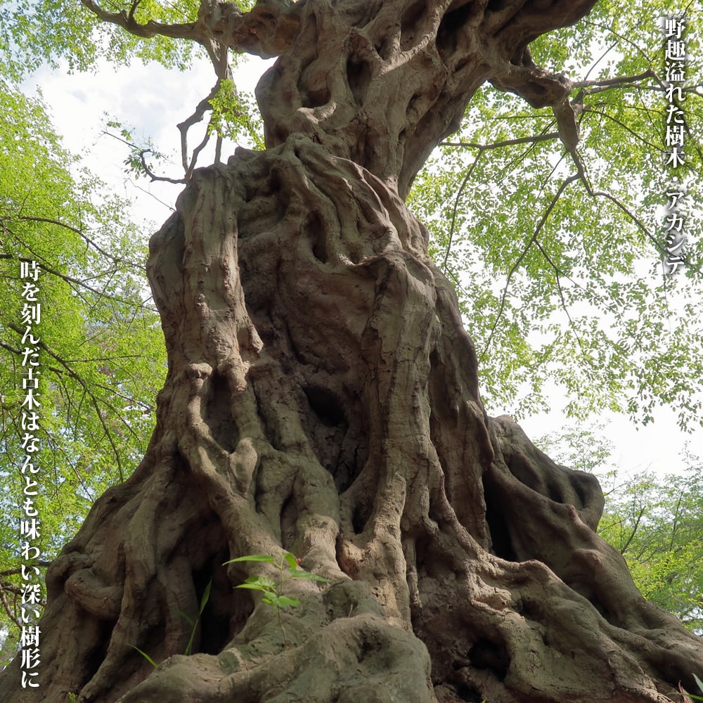 アカシデ アカシデ 2