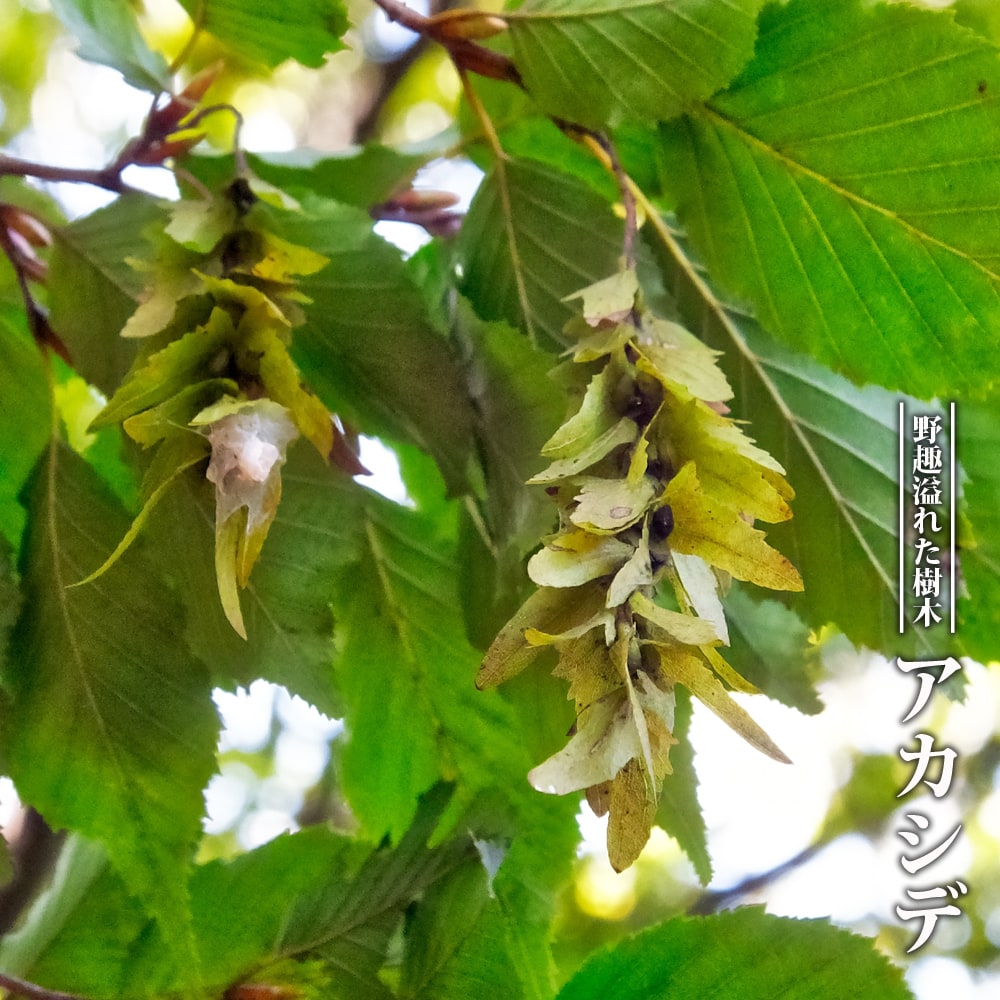 アカシデ アカシデ 