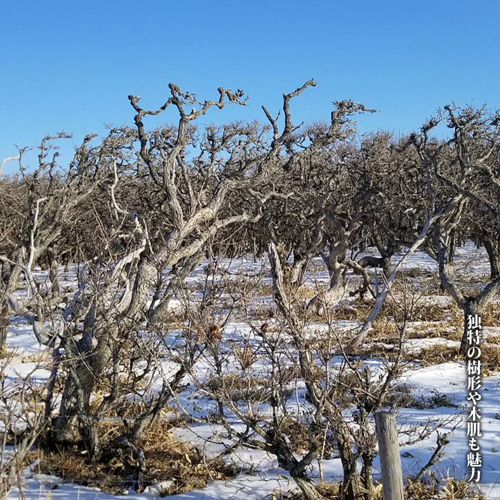 ミズナラ ミズナラ 2