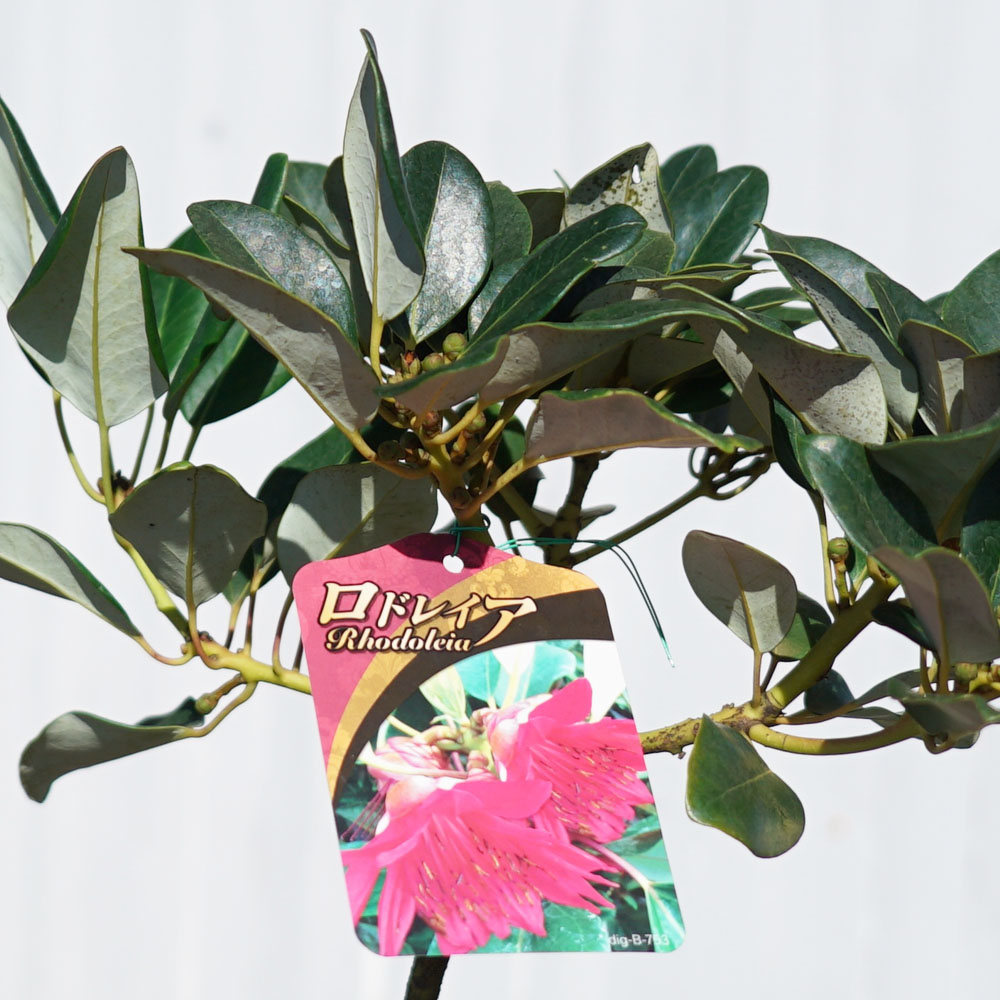 ロドレイア ヘンリー レッドファンネル 苗 通販 苗木部 By 花ひろば