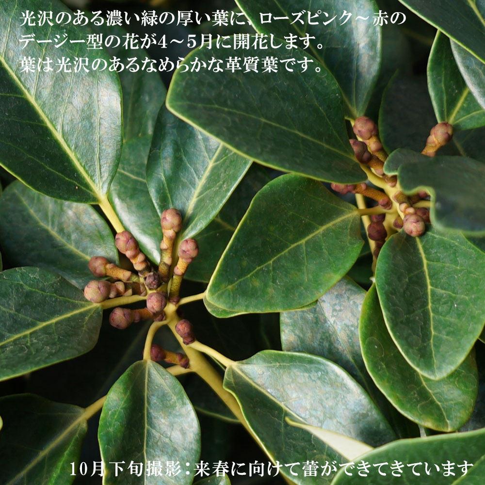 ロドレイア レッドファンネル 1