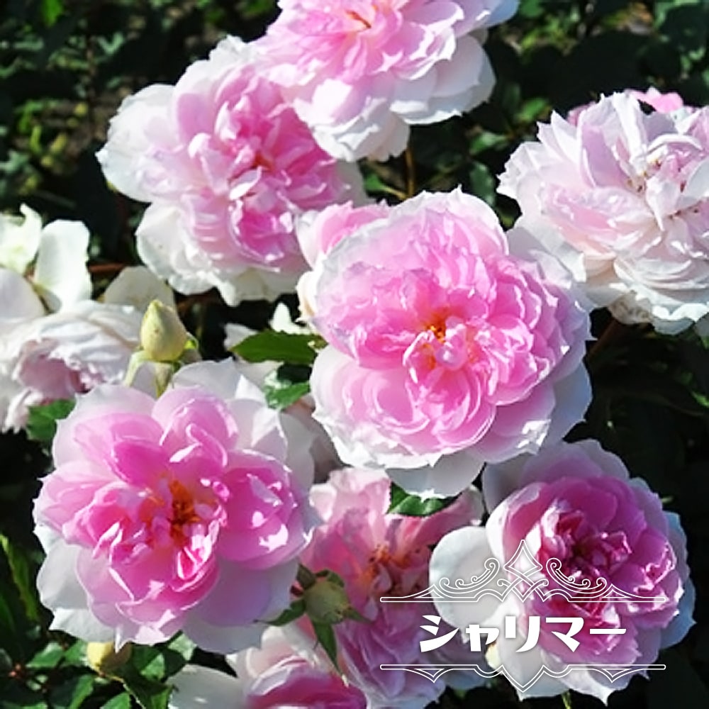 バラ シャリマー 