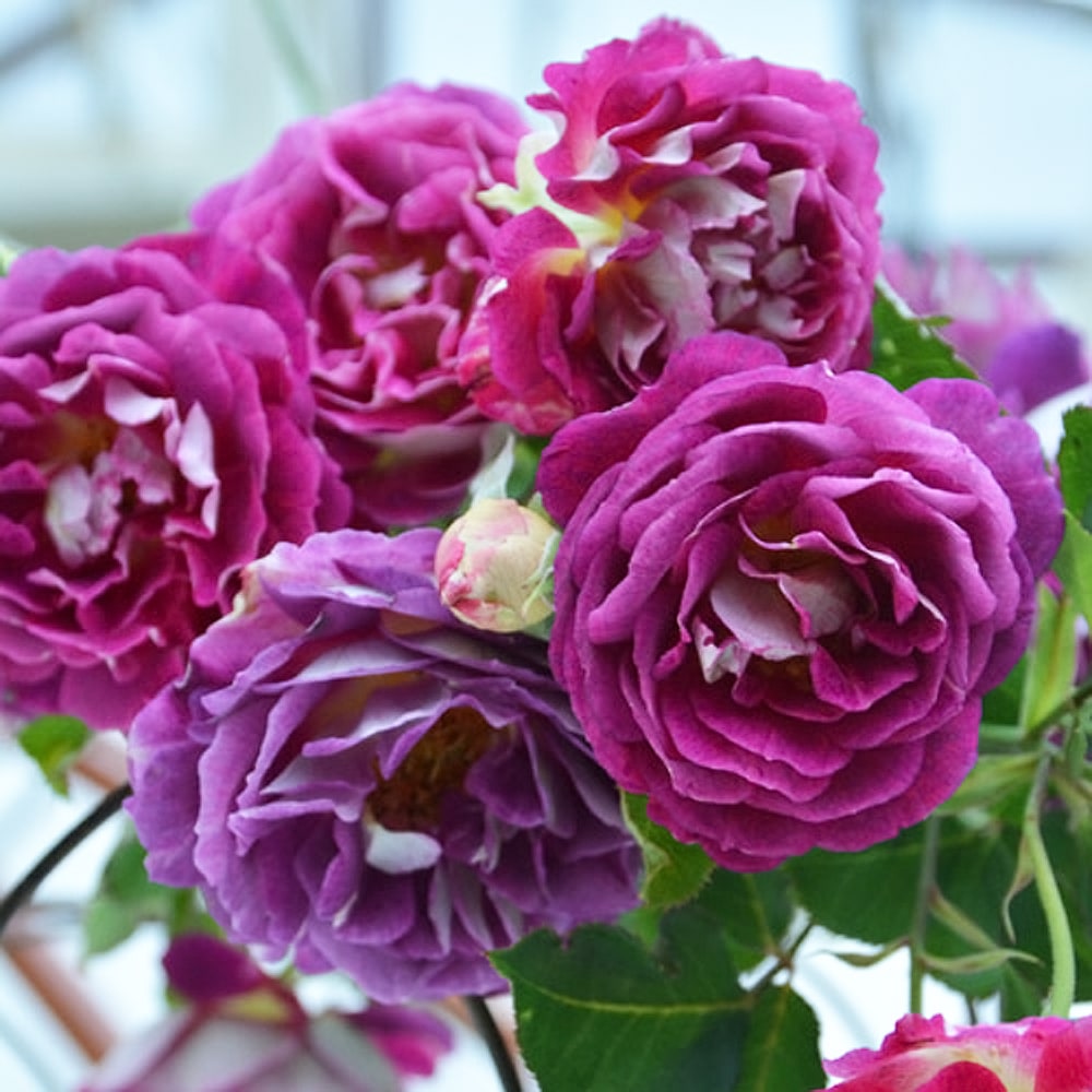 バラ オルフェオ 1