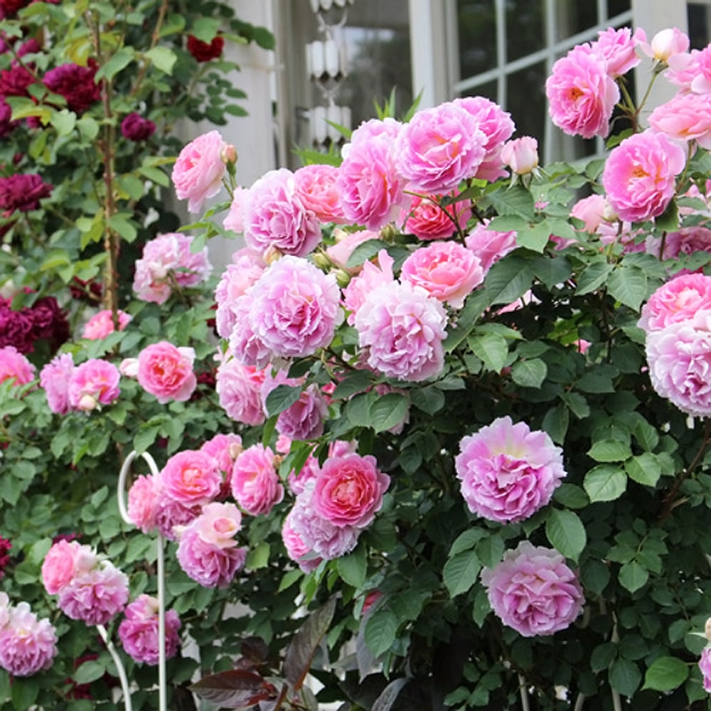 バラ ペネロペイア 1