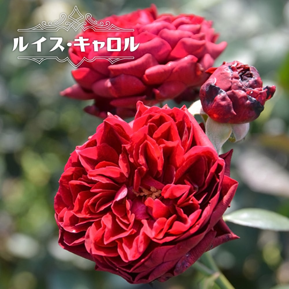 バラ ルイス キャロル 