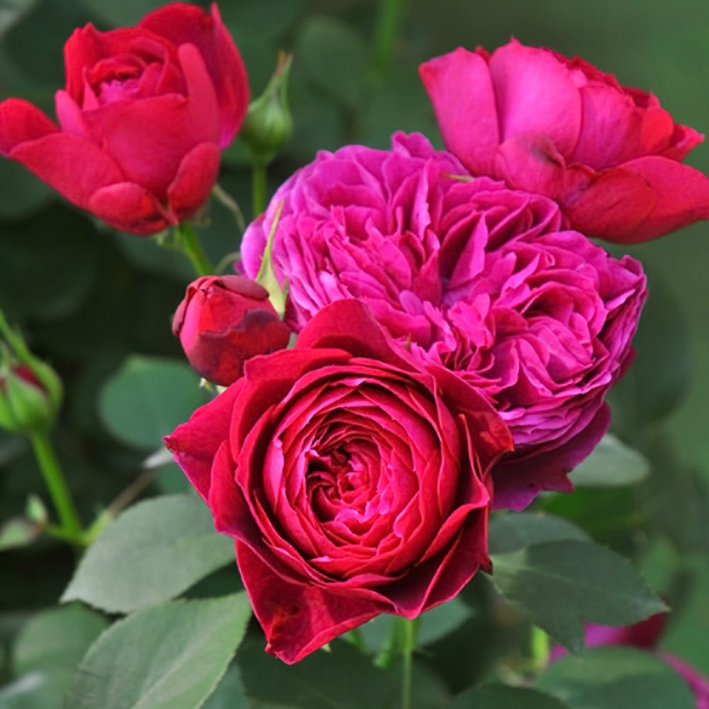 バラ ルイス キャロル 1