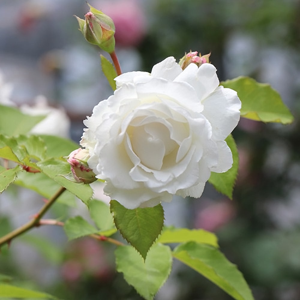 バラ クリード 1