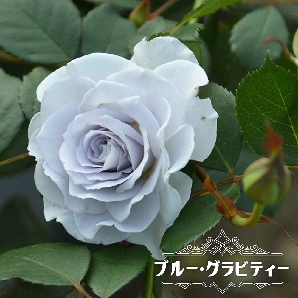 バラ ブルー グラビティー  