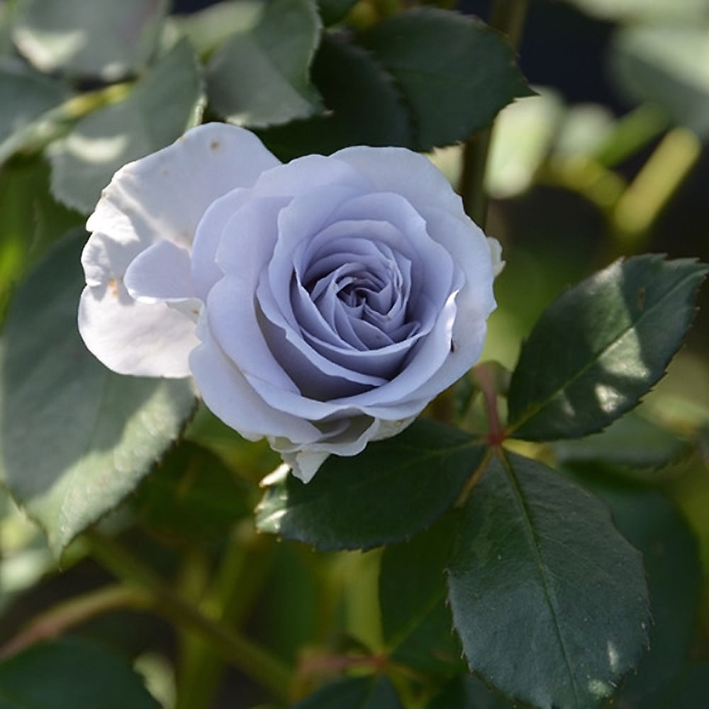 バラ ブルー グラビティ HT ハイブリッドティーの通販 おすすめ 苗木部