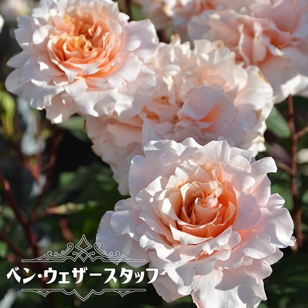 バラ ベン ウェザースタッフ 