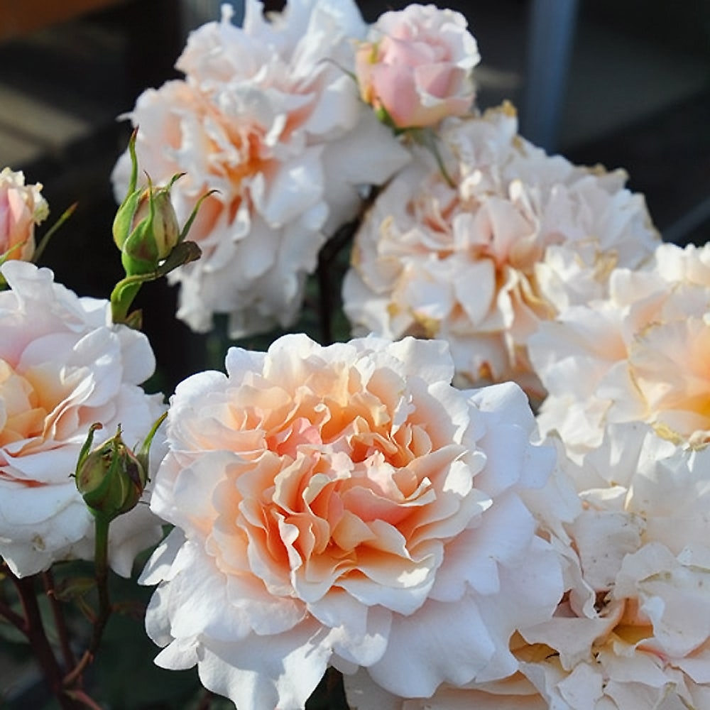 バラ ベン ウェザースタッフ 1