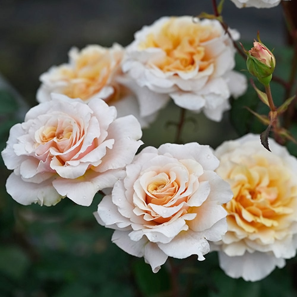 バラ ベン ウェザースタッフ 2