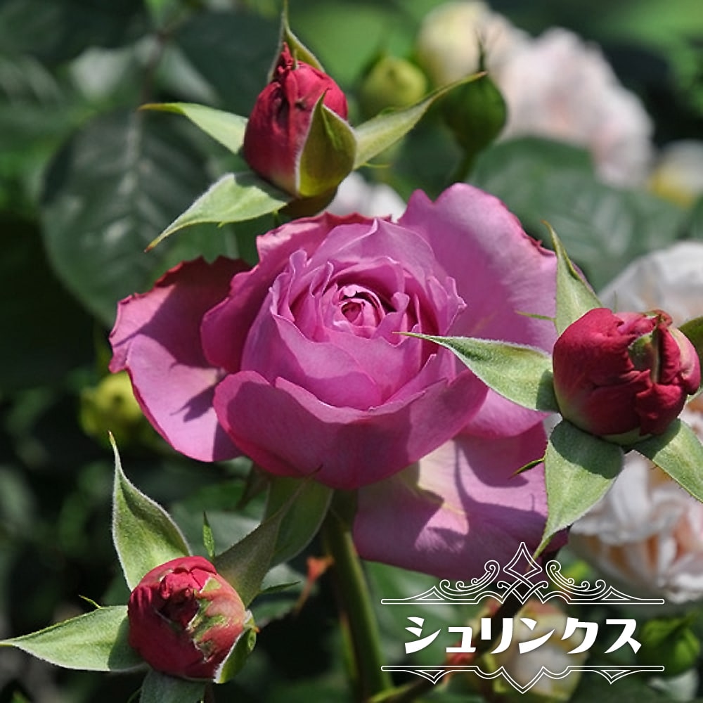 バラ シュリンクス