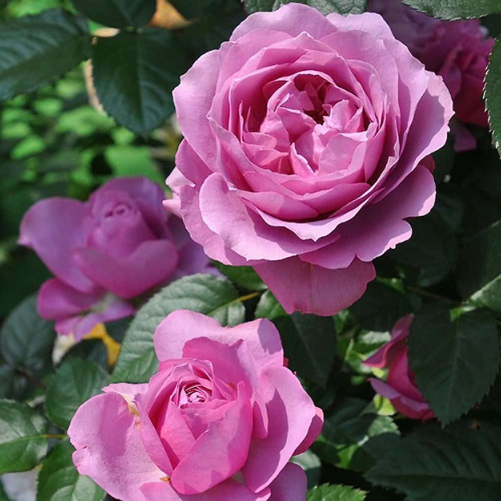 バラ シュリンクス 2