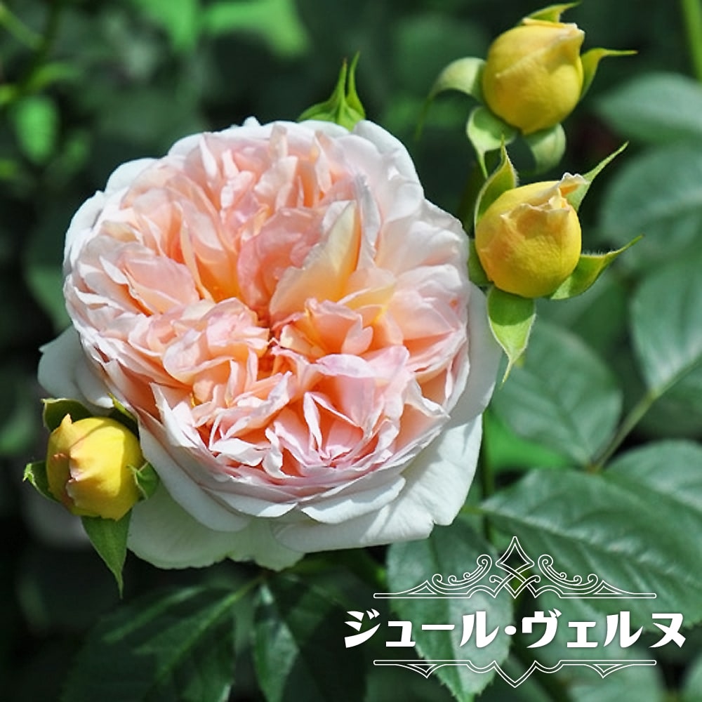 バラ ジュール ヴェルヌ 