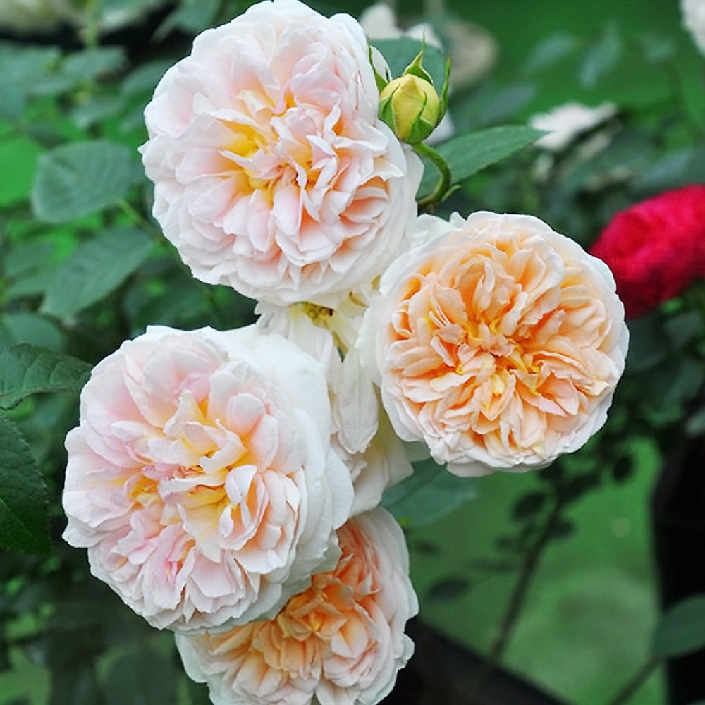 バラ ジュール ヴェルヌ 1