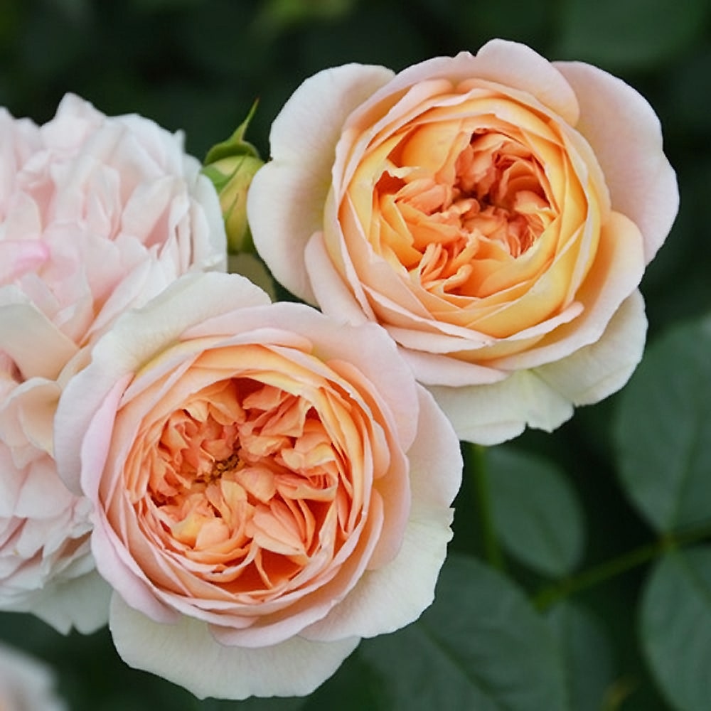 バラ ジュール ヴェルヌ 2