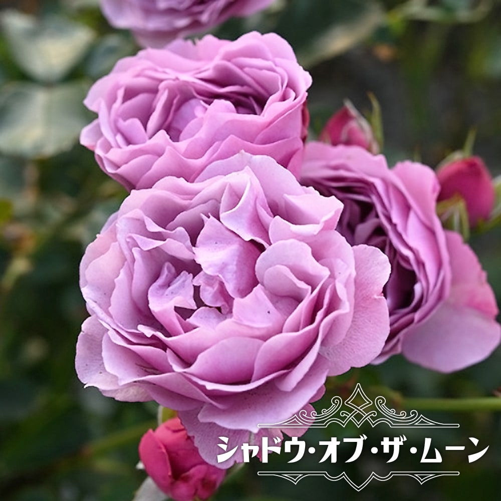 バラ シャドウ オブ ザ ムーン 