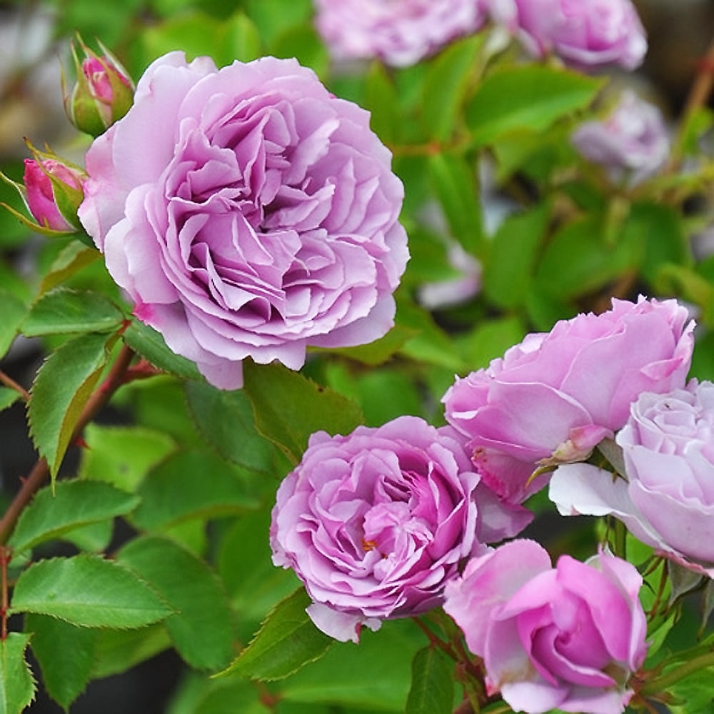 バラ シャドウ オブ ザ ムーン 1