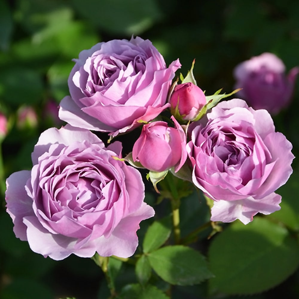 バラ シャドウ オブ ザ ムーン 2