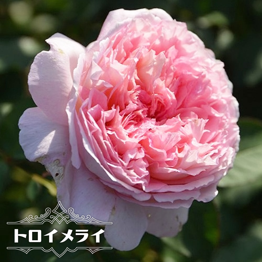 バラ トロイメライ 