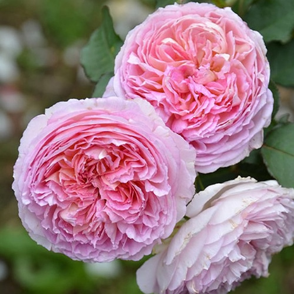 バラ トロイメライ 1