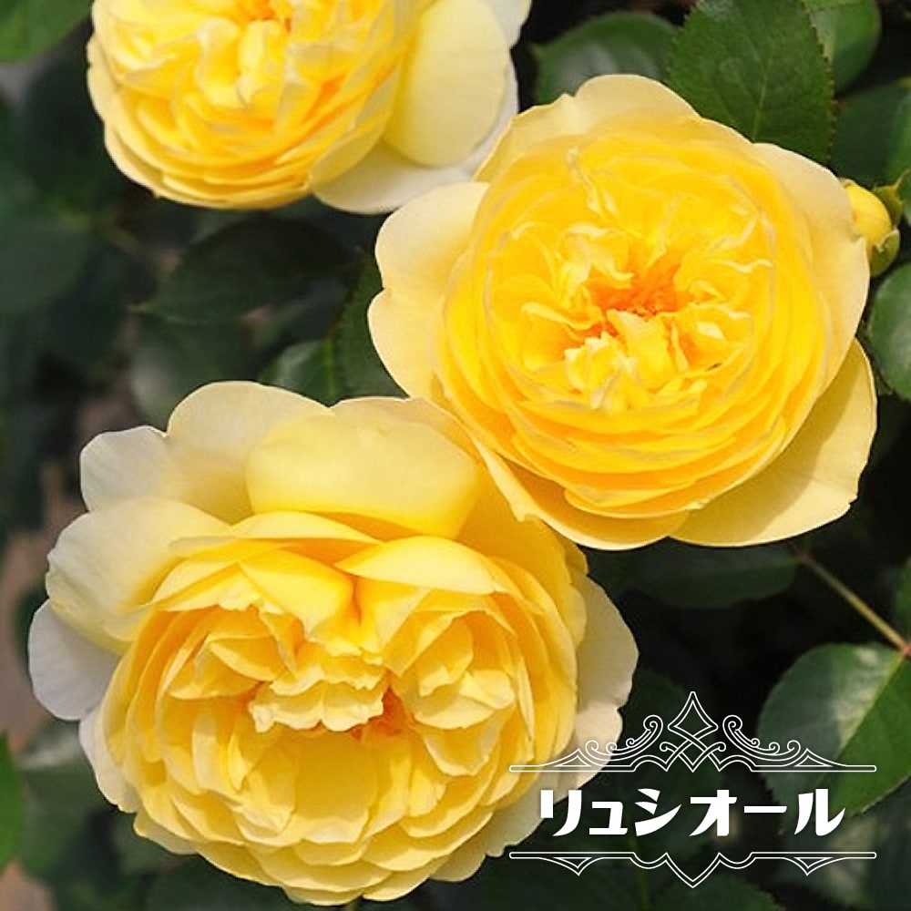 バラ リュシオール 