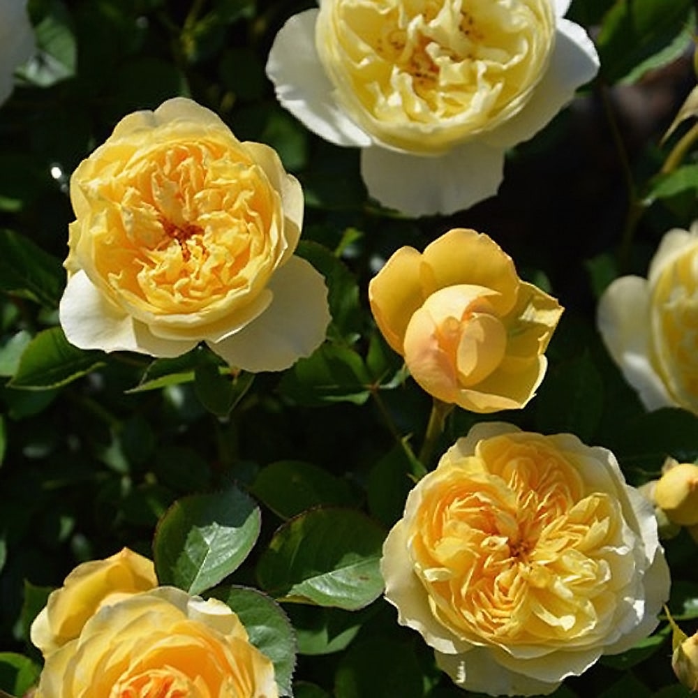 バラ リュシオール 1