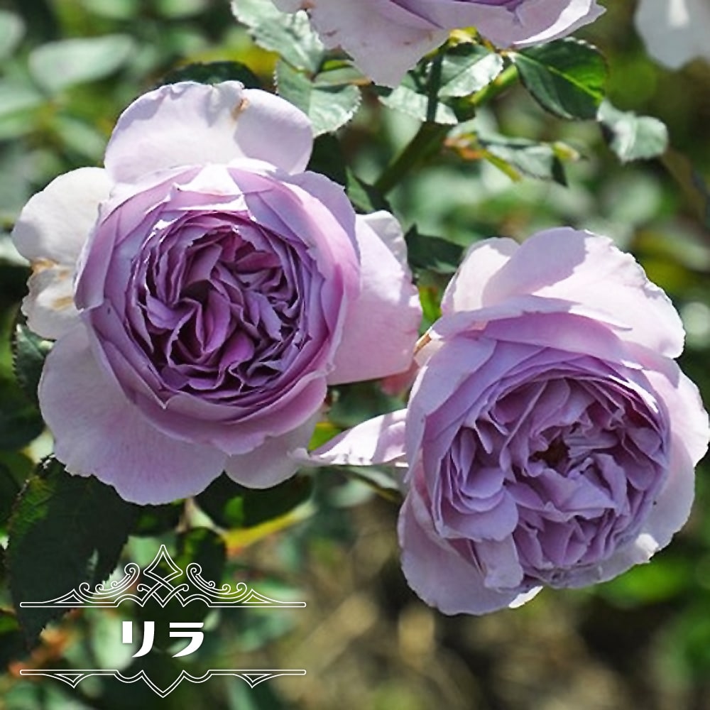 バラ リラ 