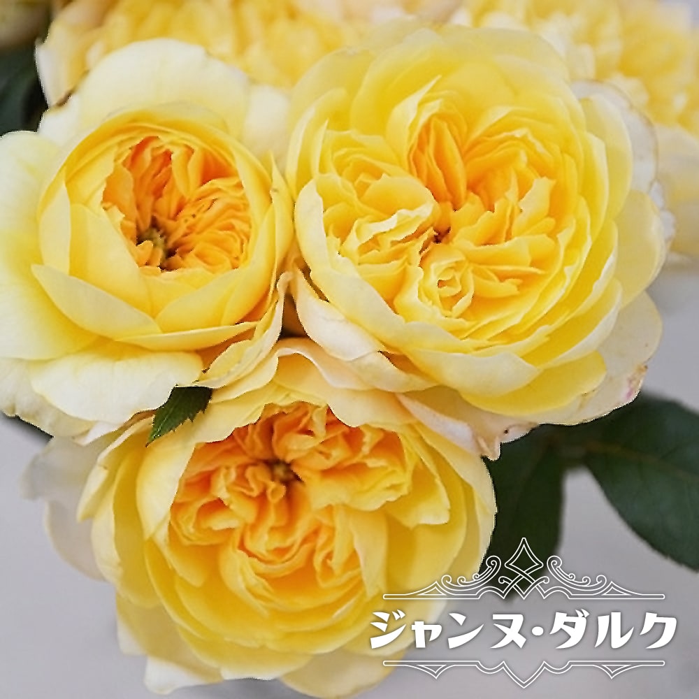 バラ ジャンヌ ダルク 