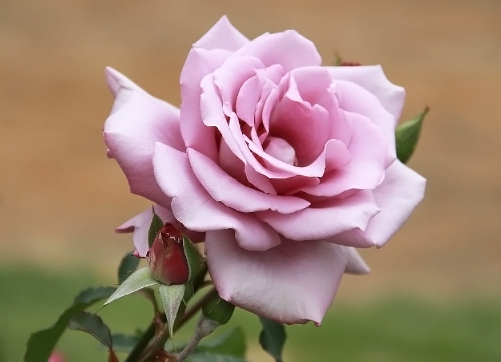 バラ つるマダムヴィオレ 2