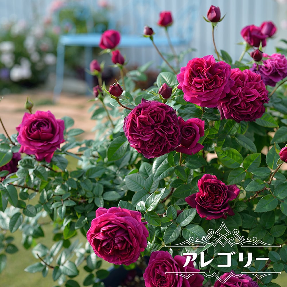 バラ アレゴリー 