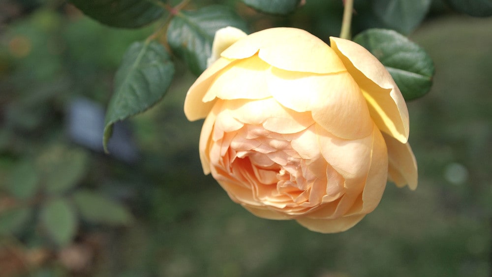 バラ ジュードジオブスキュア 1