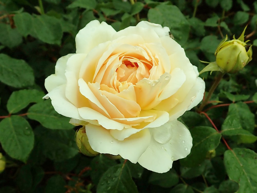 バラ ジュードジオブスキュア 5