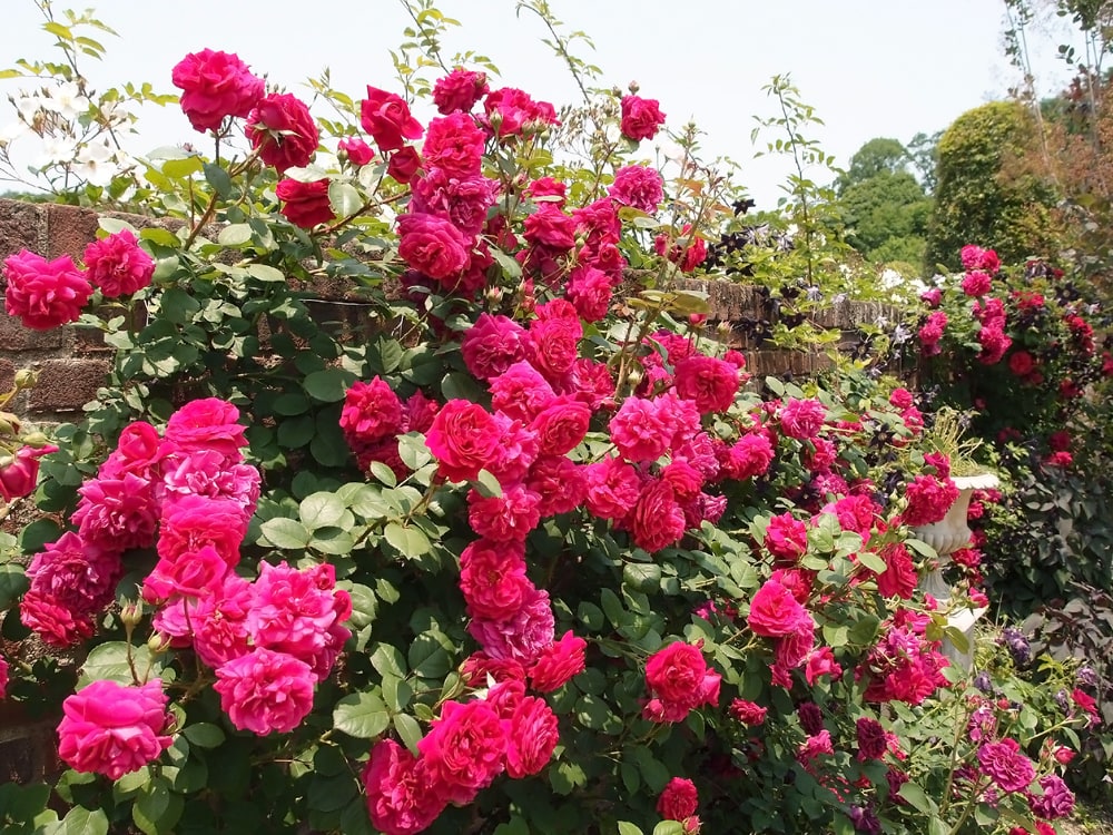 バラ テスオブザダーバービルズ 3