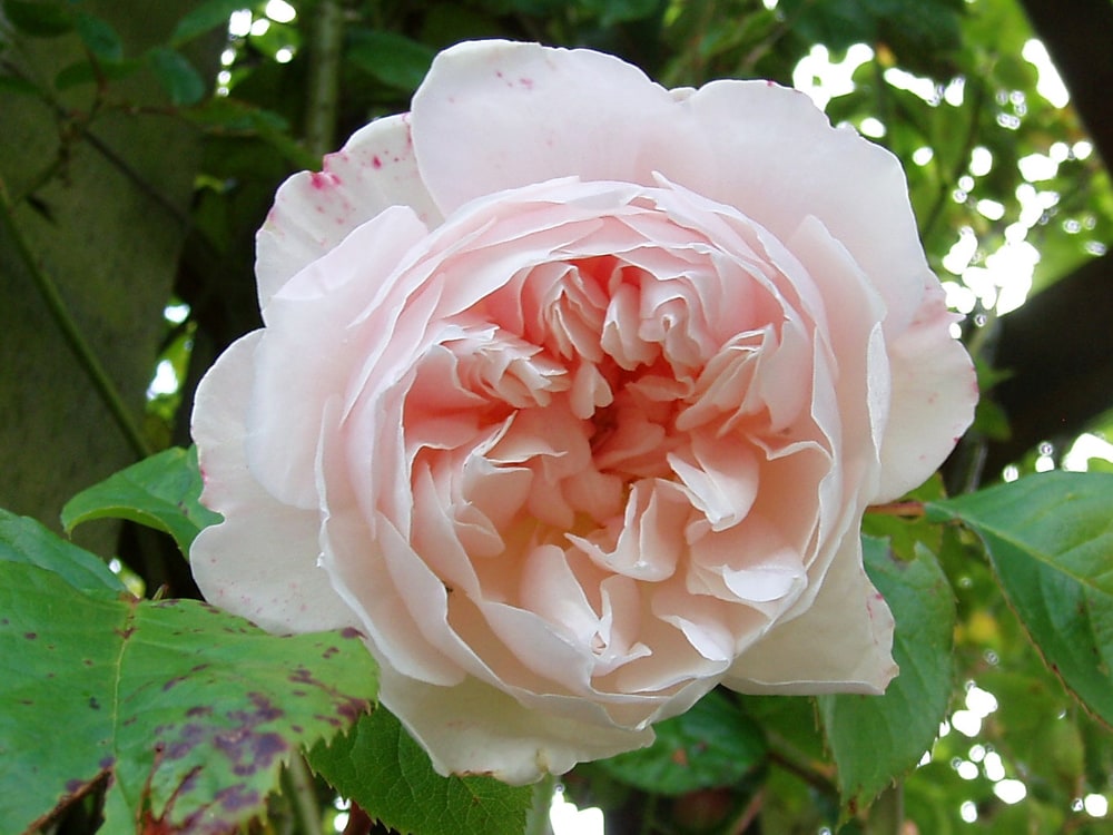 バラ ザジェネラスガーデナー 3