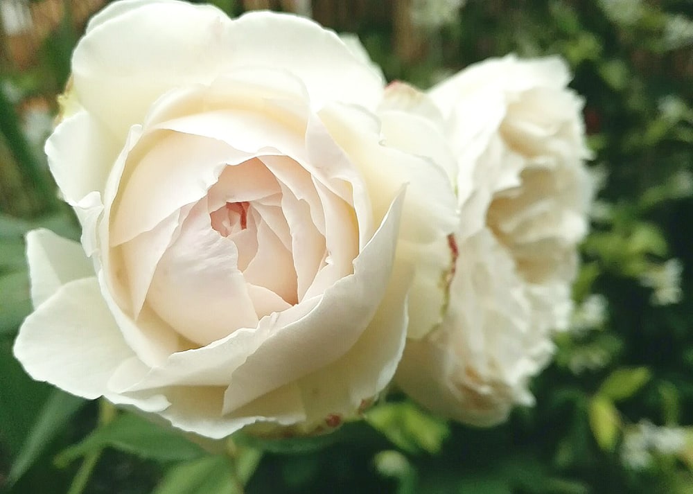 バラ クレアオースチン 4