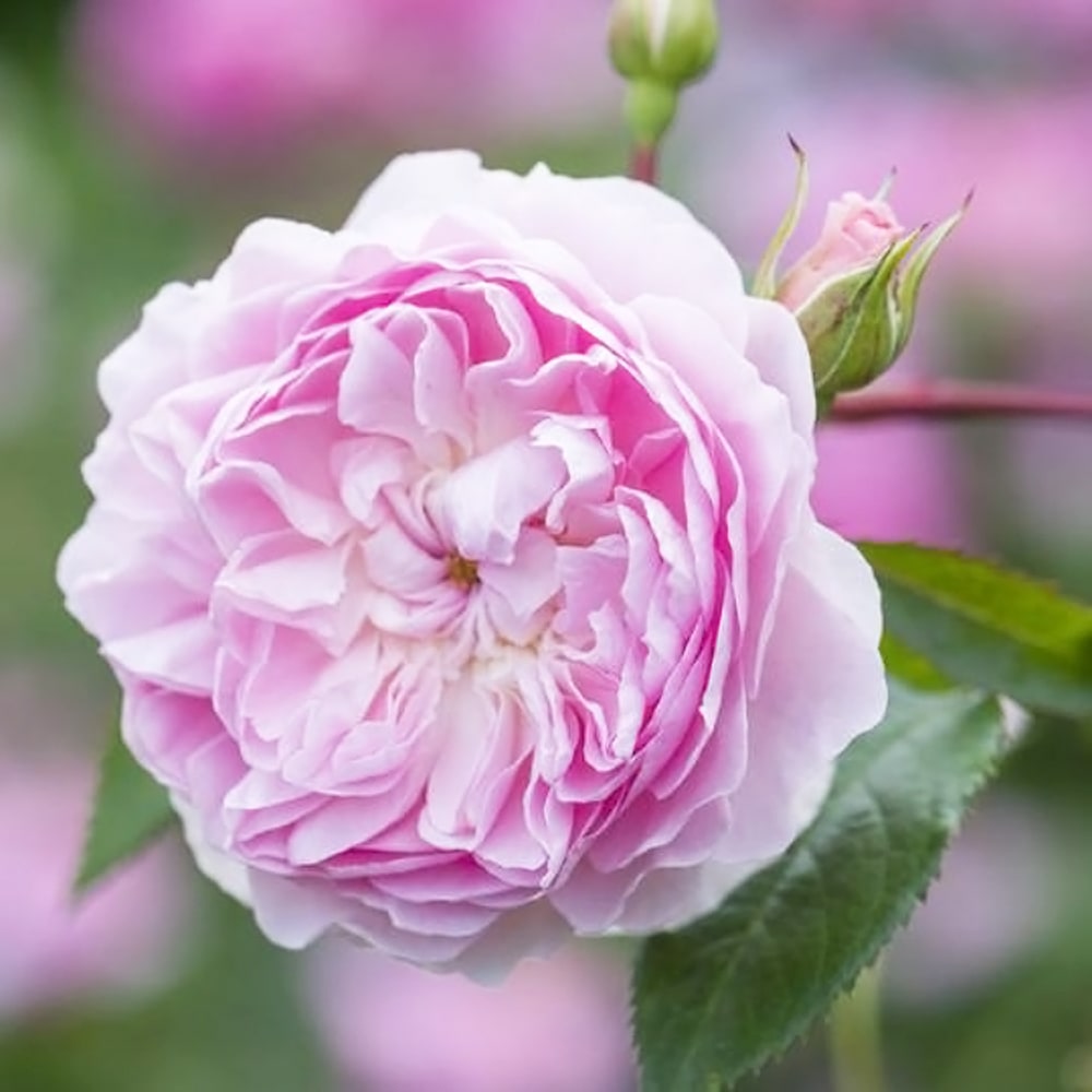 バラ サイラスマーナー 3